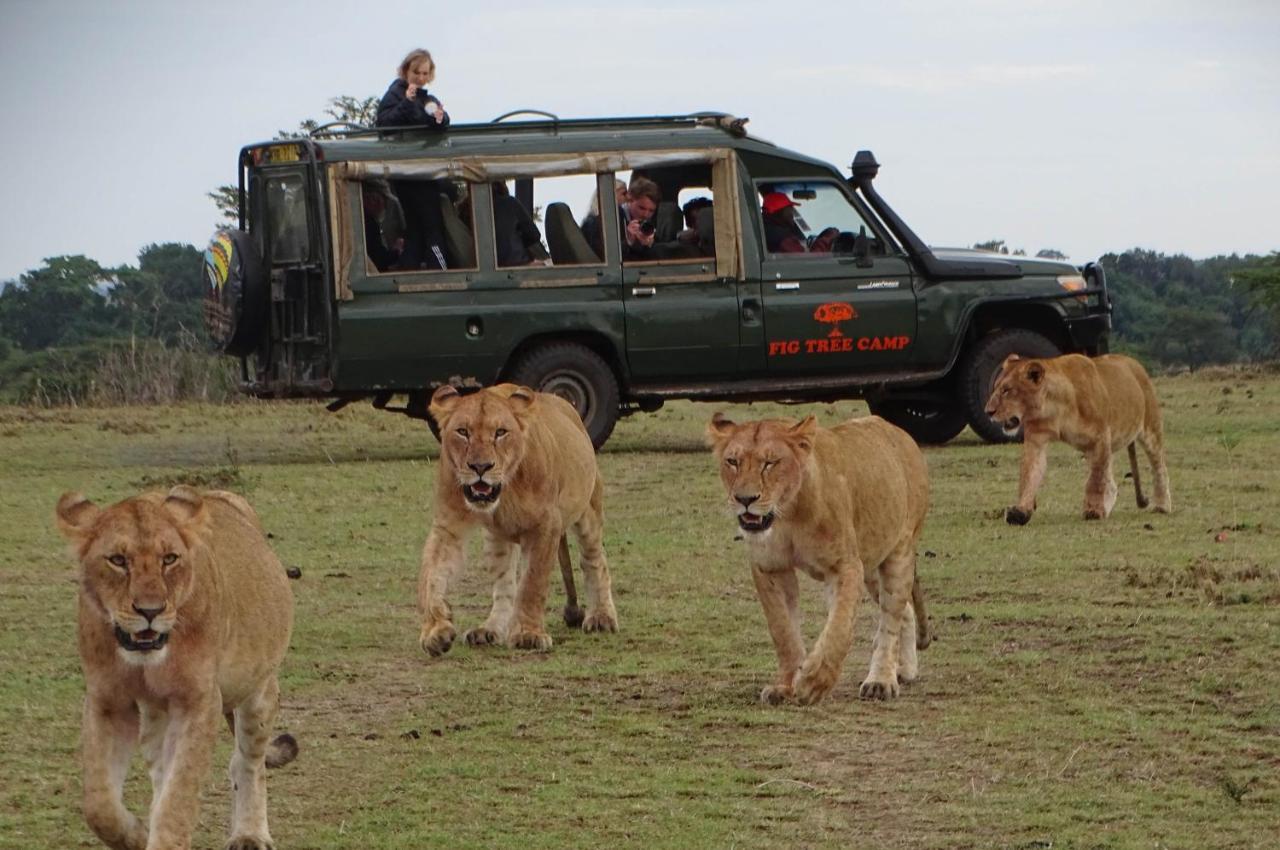 فندق Fig Tree Camp - Maasai Mara تاليك المظهر الخارجي الصورة