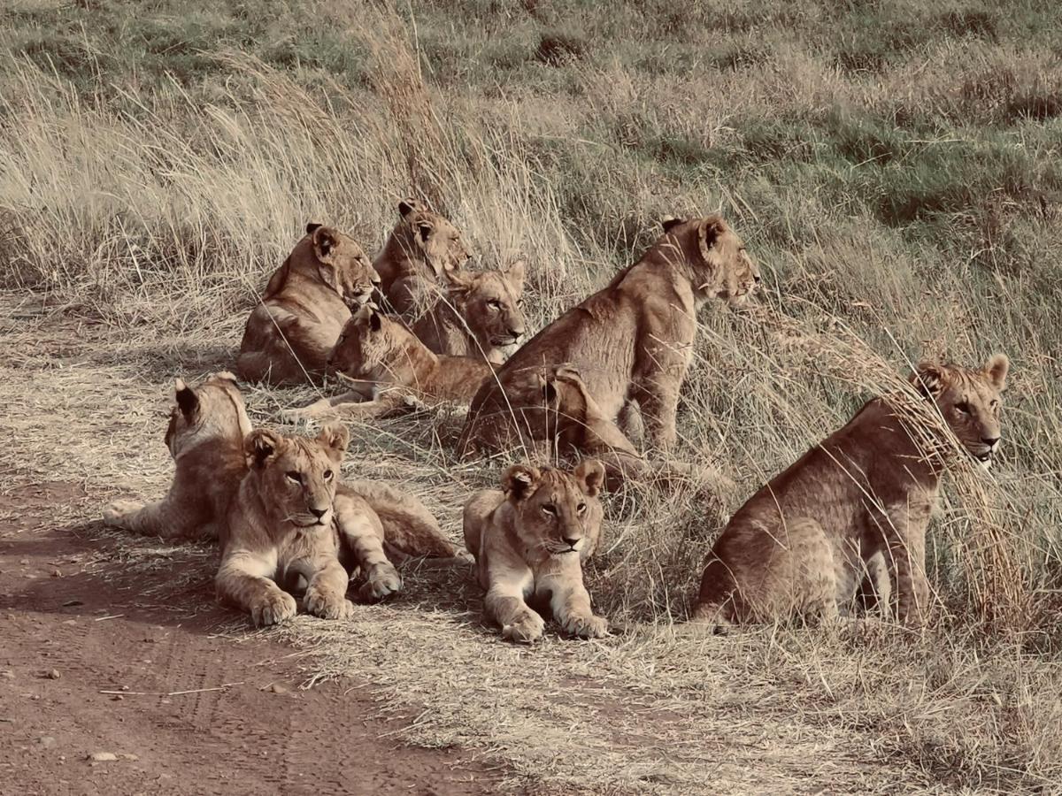 فندق Fig Tree Camp - Maasai Mara تاليك المظهر الخارجي الصورة